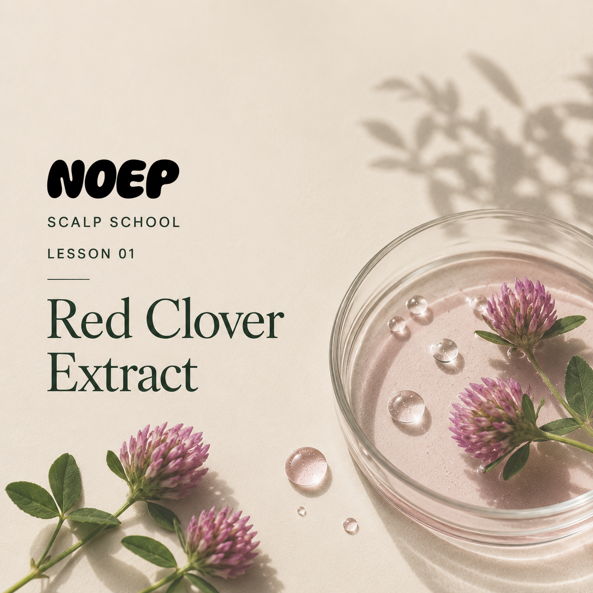 01: Why Everyone Is Talking About Red Clover for Hair