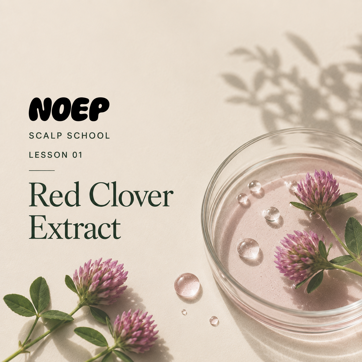 Why Everyone Is Talking About Red Clover for Hair